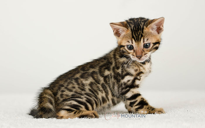 Bengal kitten for sale